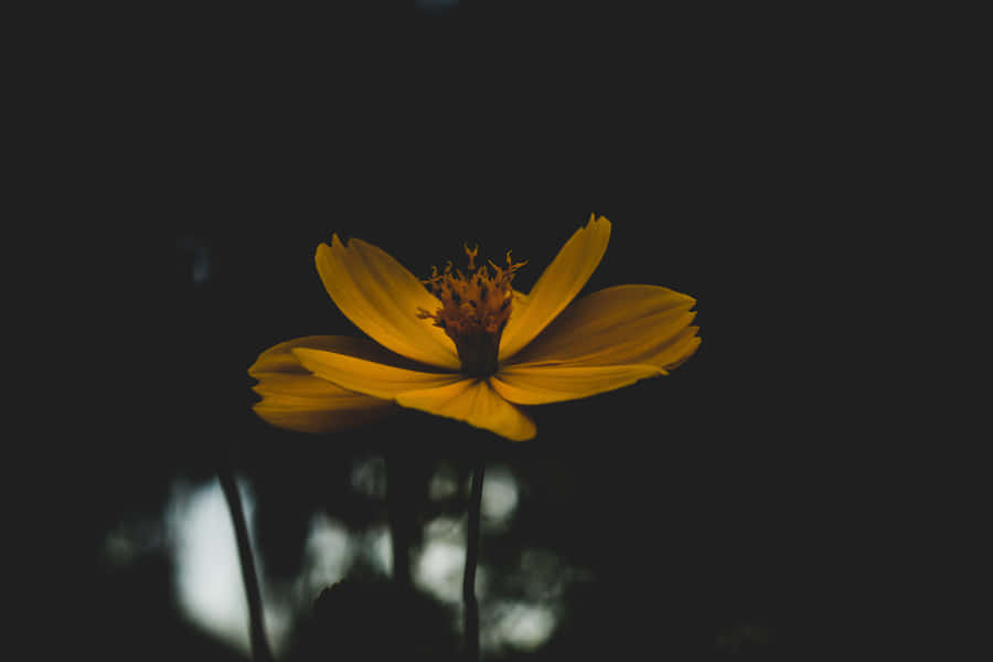 A Yellow Flower In The Dark Wallpaper