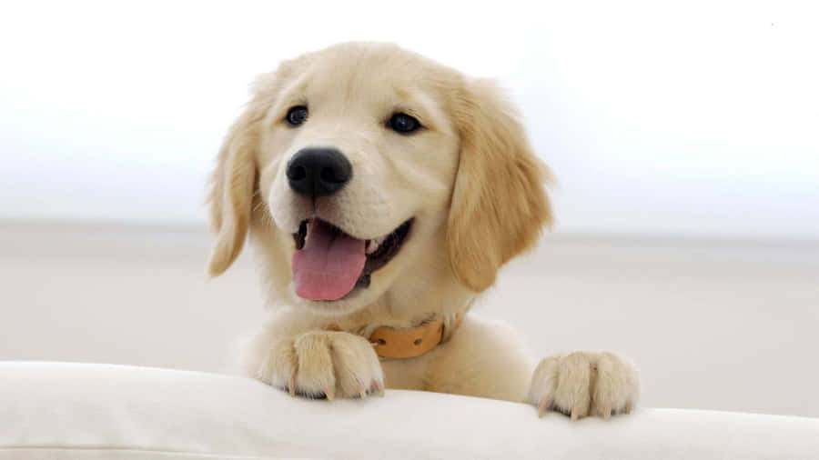 A Young Golden Retriever Puppy Looking Up At The Camera And Being Curious Wallpaper