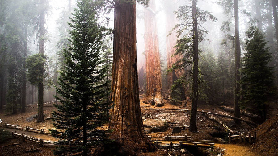 Abandoned Farm In Redwood Forest Wallpaper