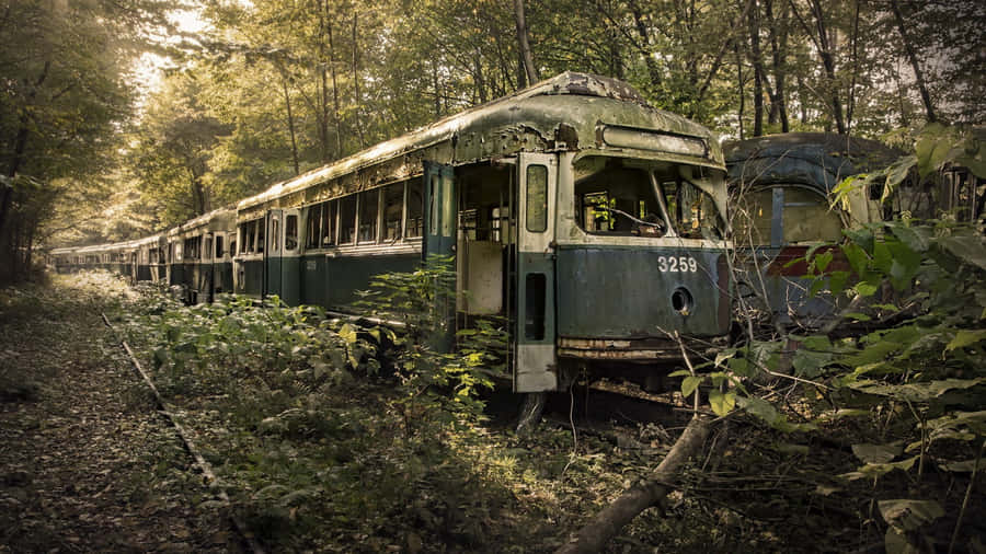 Abandoned Train Carsin Forest Wallpaper