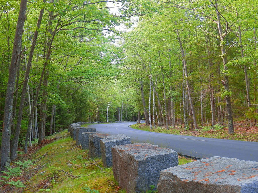 Acadia National Park Road Wallpaper