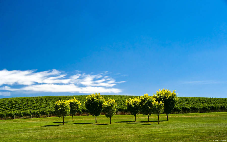 Adelaide Lush Green Vineyard Wallpaper