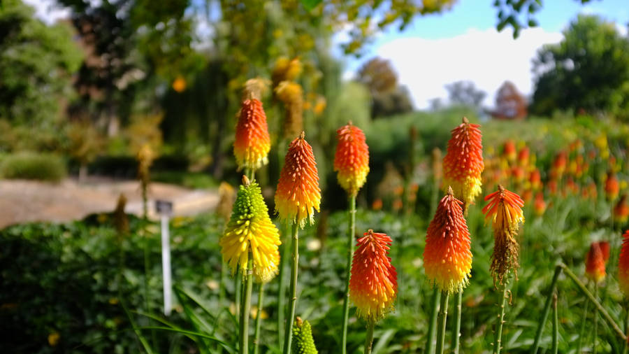 Adelaide Red Hot Poker Flower Wallpaper