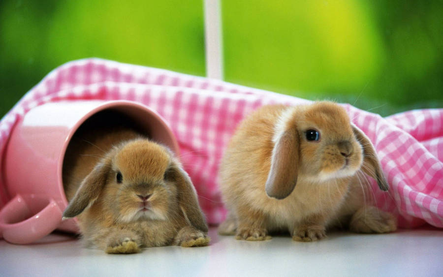 Adorable Baby Bunny Nestling In A Pink Mug Wallpaper