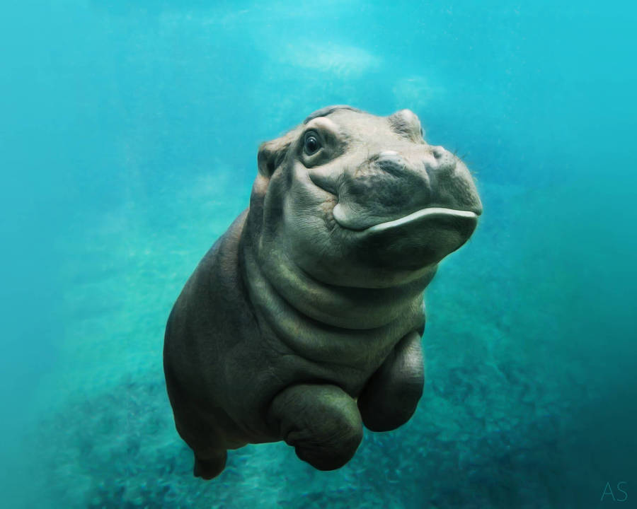 Adorable Baby Hippopotamus Wallpaper