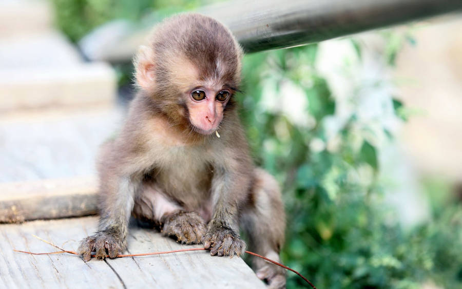 Adorable Baby Monkey In Its Natural Habitat Wallpaper