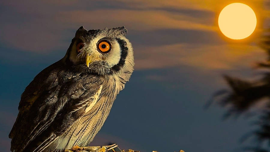 Adorable Baby Owl Enjoying The Dawn Wallpaper