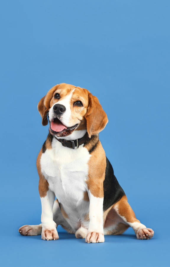 Adorable Beagle Dog On A Pastel Blue Background Wallpaper