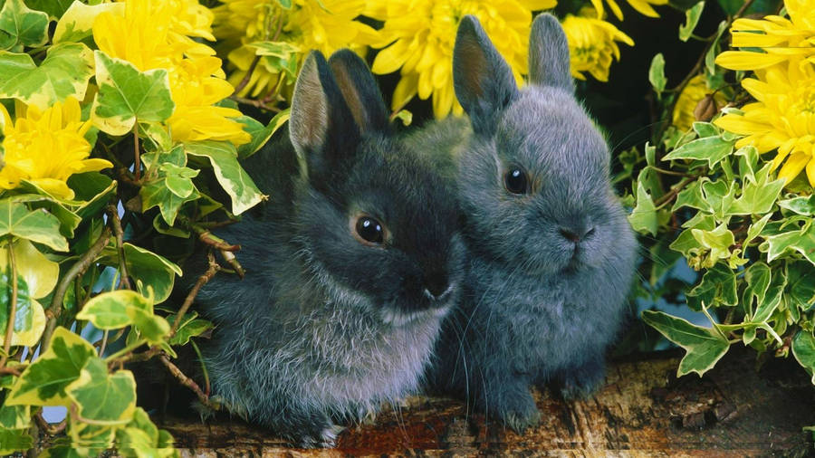 Adorable Black Bunnies Wallpaper