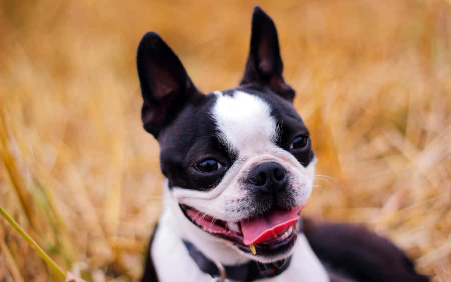 Adorable Boston Terrier Puppy Laying In The Grass. Wallpaper