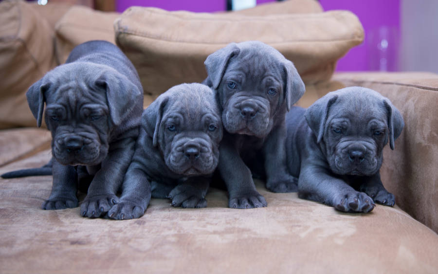 Adorable Cane Corso Puppies Wallpaper