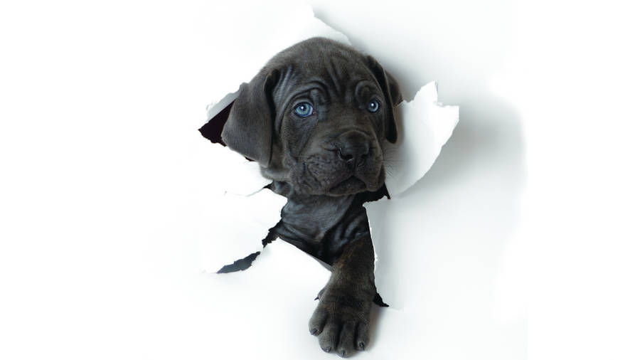 Adorable Cane Corso Puppy Wallpaper