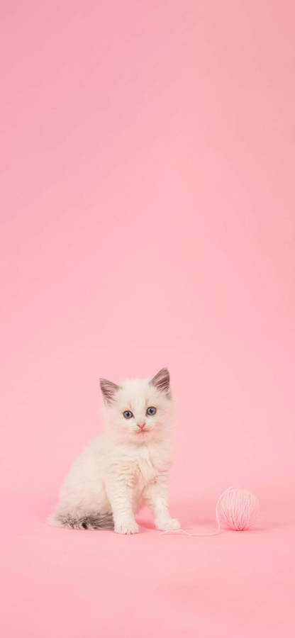 Adorable Cat Themed Phone Screen For Girly Style Wallpaper