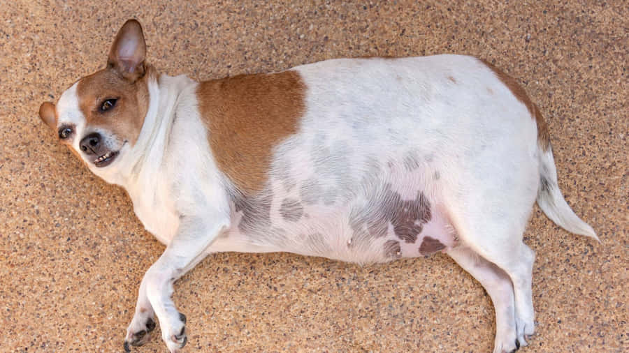 Adorable Chubby Pooch Lounging On Grass Wallpaper