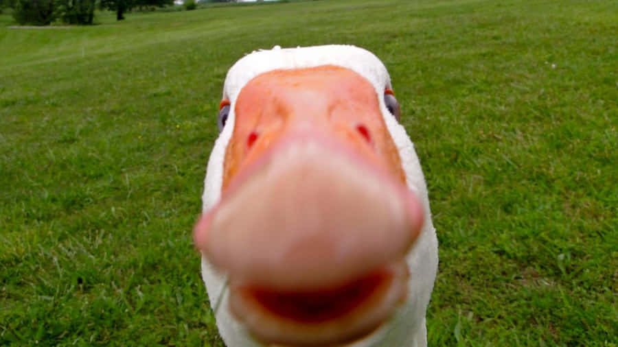 Adorable Duck Enjoying A Relaxing Afternoon Wallpaper