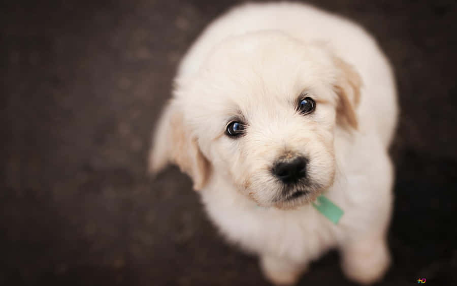 Adorable Golden Retriever Pup Playing In The Garden. Wallpaper