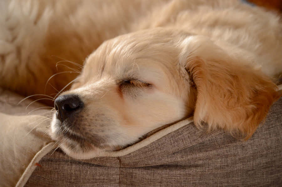 Adorable Golden Retriever Puppy Wallpaper