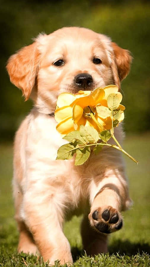 Adorable Golden Retriever Puppy Wallpaper