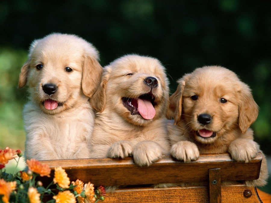 Adorable Golden Retriever Puppy In Field Of Flowers Wallpaper