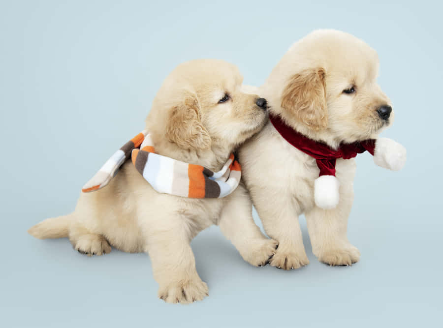 Adorable Golden Retriever Puppy Wallpaper