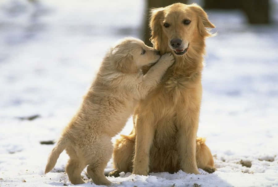 Adorable Golden Retriever Puppy Wallpaper