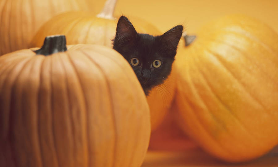 Adorable Halloween Desktop Inspiration Wallpaper