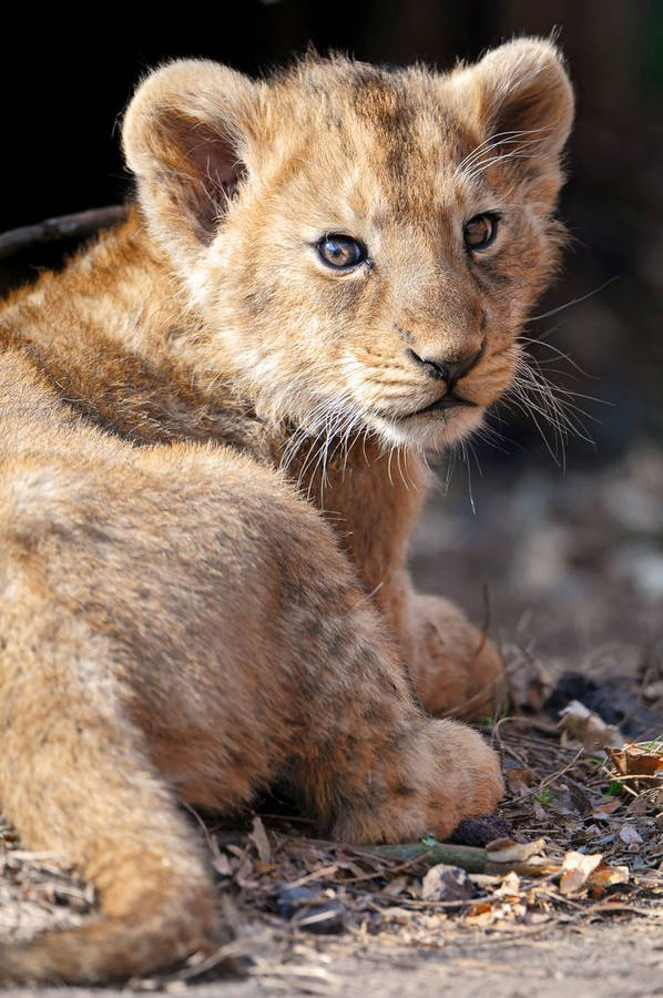 Adorable Little Baby Lion Wallpaper