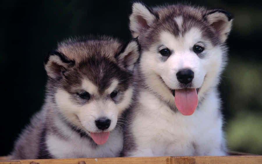 Adorable Little Puppies, Taking A Nap Wallpaper