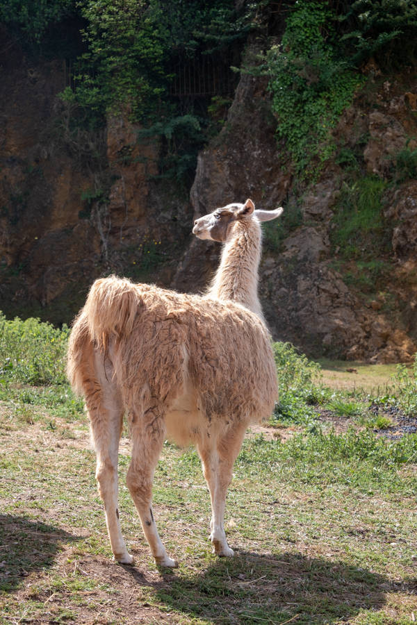 Adorable Llama Butts In Their Natural Habitat Wallpaper