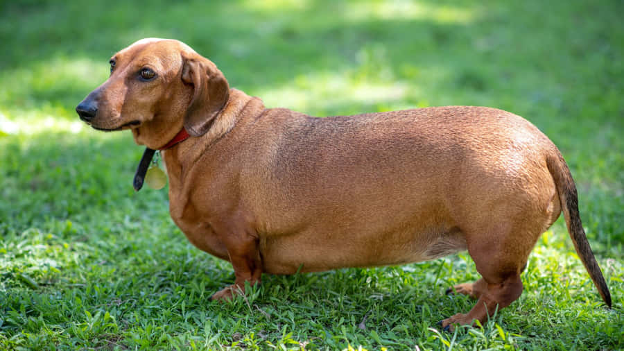 Adorable Overweight Dog Enjoying Outdoors Wallpaper