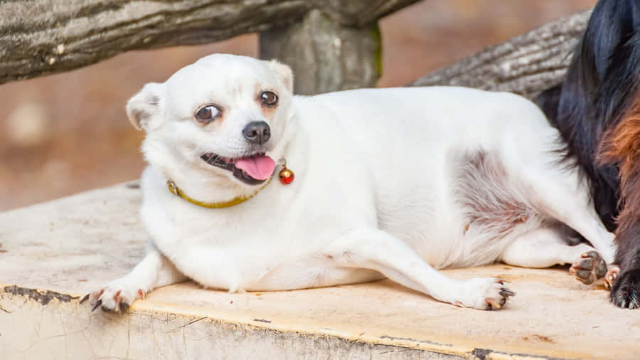 Adorable Overweight Dog Lazing Around Wallpaper