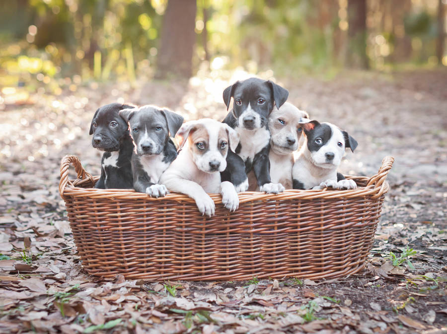 Adorable Pitbull Puppies Nestled In A Basket Wallpaper