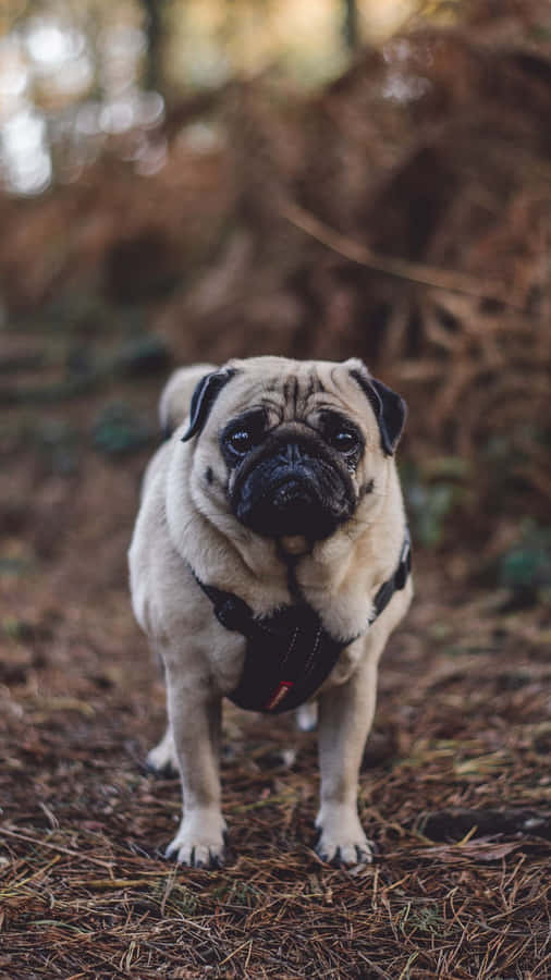 Adorable Pug Enjoying A Lazy Day. Wallpaper