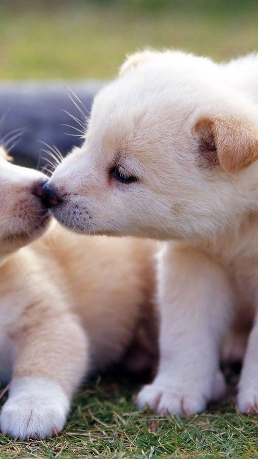 Adorable Puppies Kissing Mobile Wallpaper