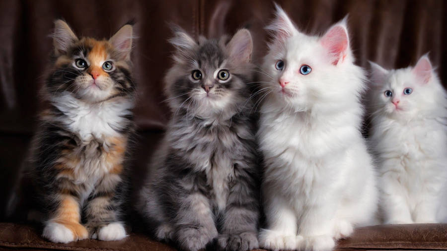 Adorable Quartetof Kittens Wallpaper