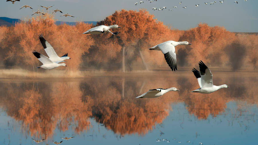 Adorable Shot Of Wild Geese Wallpaper