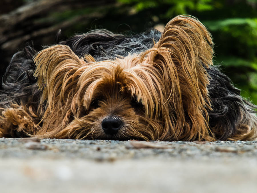 Adorable Sleeping Yorkshire Terrier Wallpaper