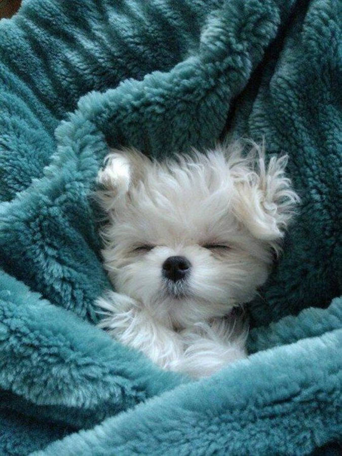 Adorable White Baby Dog Napping Peacefully Wallpaper