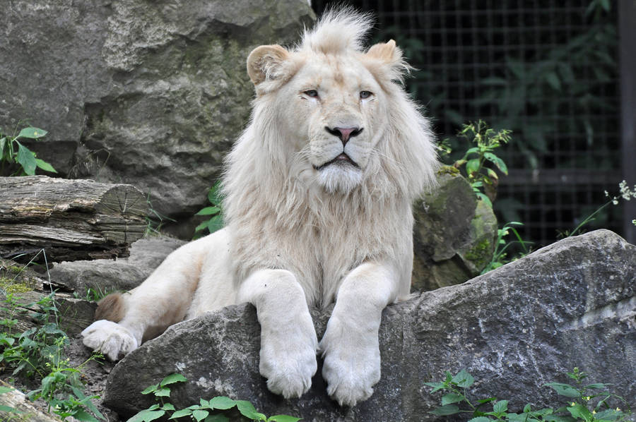 Adorable White Lion Wallpaper