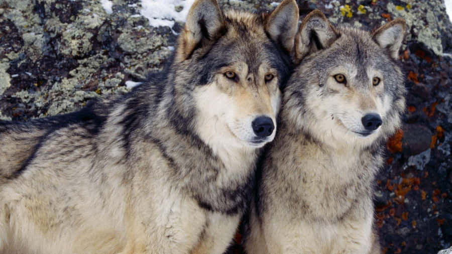 Adorable Wolf Cubs In Nature Wallpaper