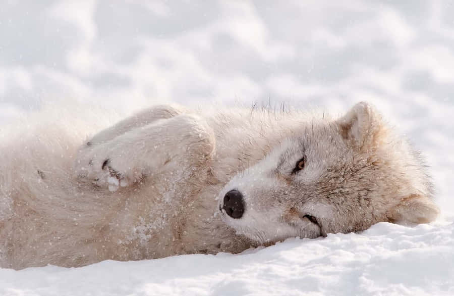 Adorable Wolf Pup Exploring Nature Wallpaper