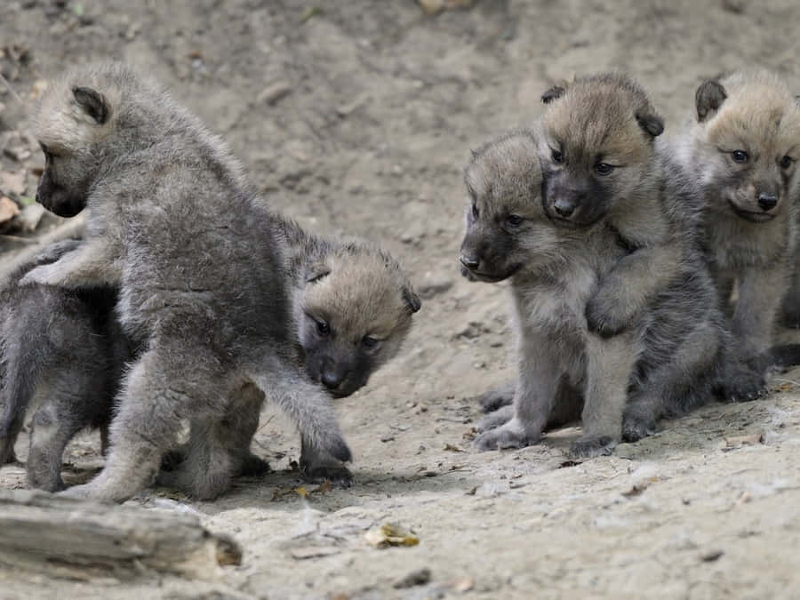 Adorable Wolf Pup Exploring The Wild Wallpaper