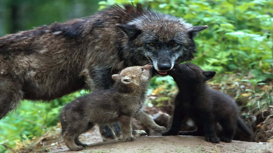 Adorable Wolf Pup Exploring The Wilderness Wallpaper