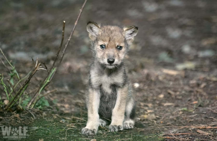 Adorable Wolf Pup Exploring The Wilderness Wallpaper