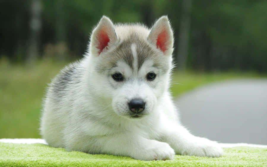 Adorable Wolf Pup In The Wild Wallpaper