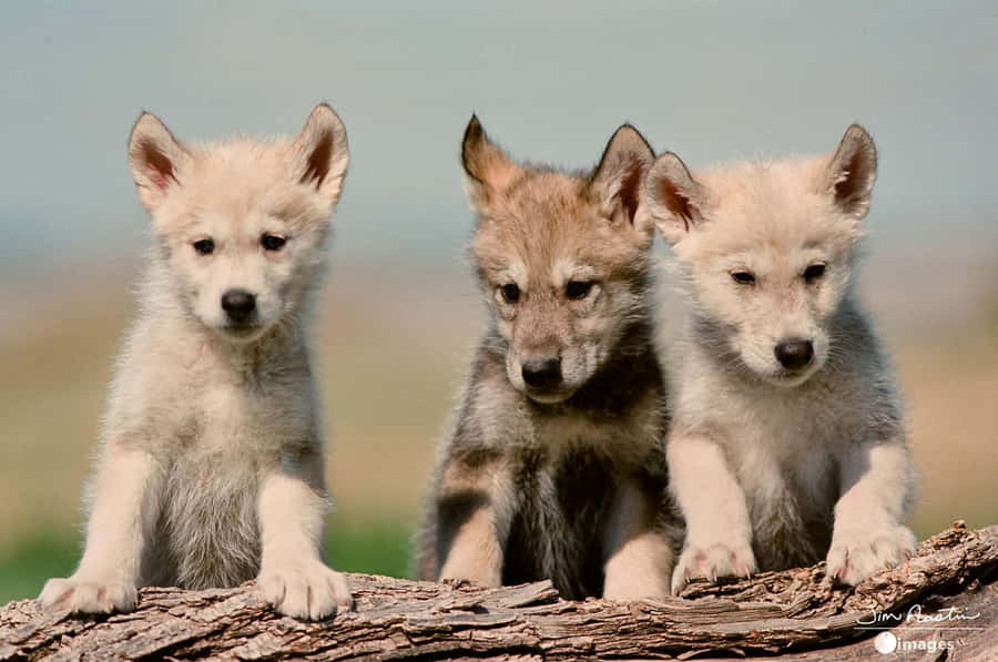 Adorable Wolf Pup In The Wild Wallpaper