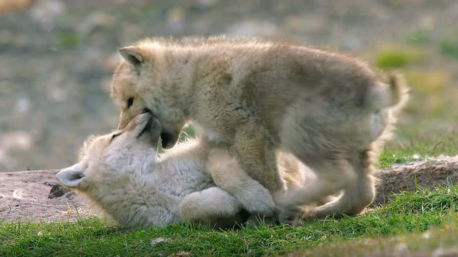 Adorable Wolf Pup In The Wilderness Wallpaper