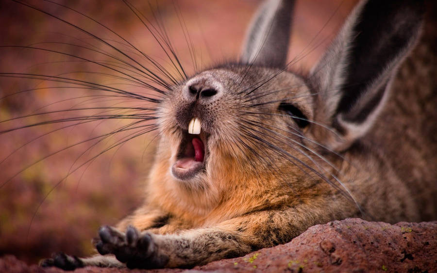 Adorable Yawning Brown Bunny Wallpaper