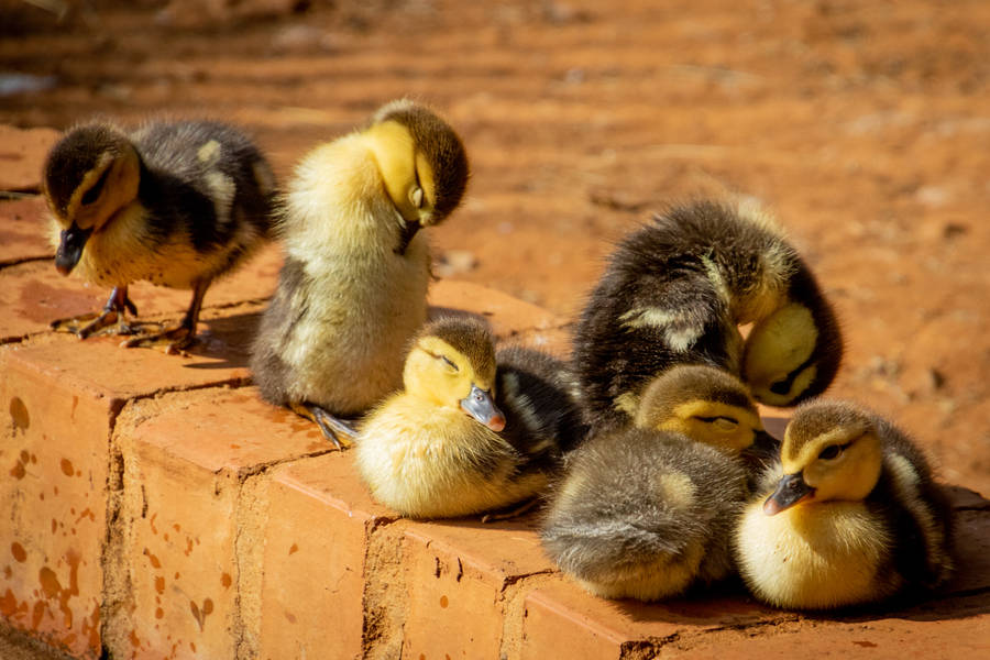 Adorable Yellow Ducklings On A Black Background Wallpaper