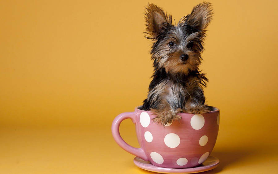 Adorable Yorkie Puppy Sitting In A Teacup Wallpaper